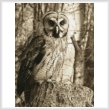 cross stitch pattern Owl Photo Sepia