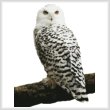 cross stitch pattern Snowy Owl (No Background)
