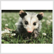cross stitch pattern Opossum Joey