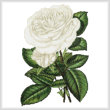 cross stitch pattern White Roses Print