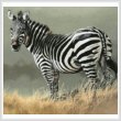 cross stitch pattern Zebra Painting