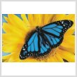 cross stitch pattern Blue Monarch Sunflower