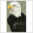 cross stitch pattern Bald Eagle Portrait
