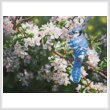 cross stitch pattern Blue Jay in Apple Blossoms (Large)