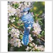 cross stitch pattern Blue Jay in Apple Blossoms (Large Crop)